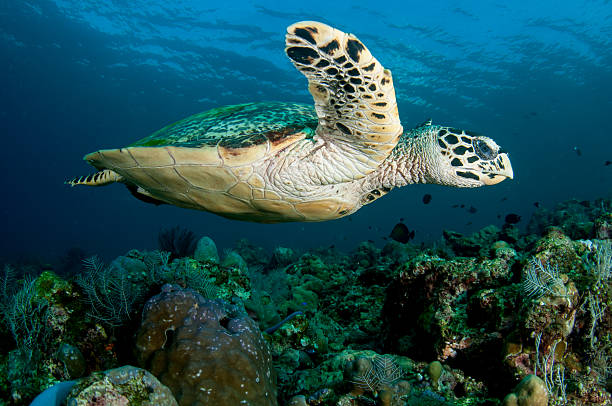 istock Sea turtle swims over a coral reef 178522356