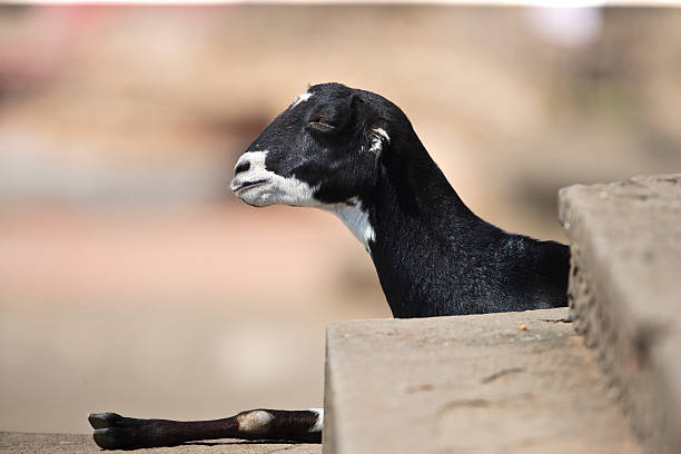 Young goat resting on the steps of an Indian fort stock photo