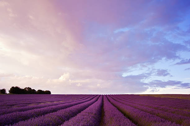 istock Beautiful lavender field landscape 178522440