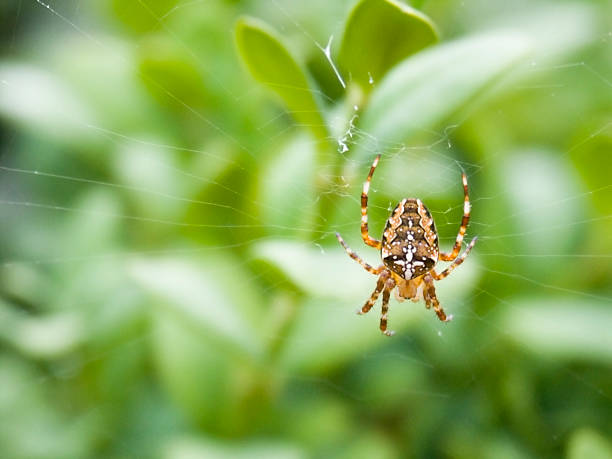 Araignée des jardins - Photo