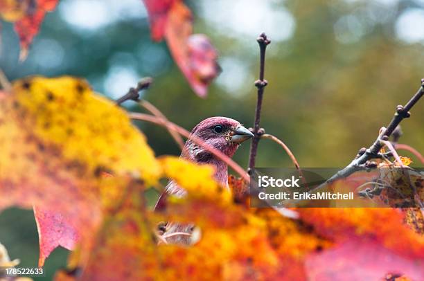 ムラサキマシコに隠れ秋の紅葉 - アメリカハナノキのストックフォトや画像を多数ご用意 - アメリカハナノキ, 鳥, ムラサキマシコ