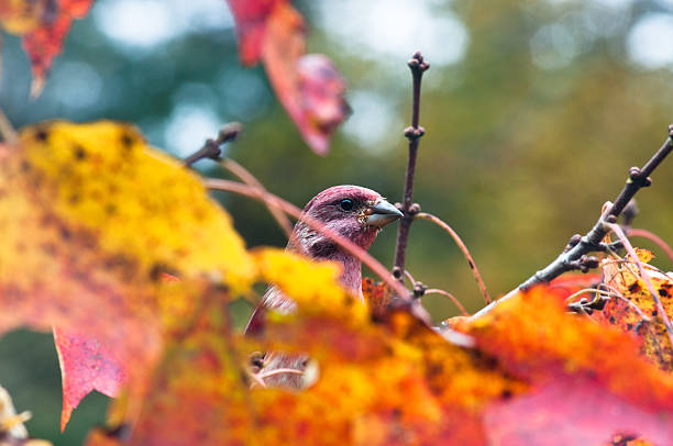 A male purple finch hides behind  brightly colored red maple leaves in fall.