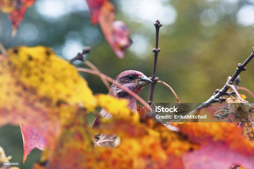 Purple finch chować się w jesiennych liści - Zbiór zdjęć royalty-free (Klon czerwony)