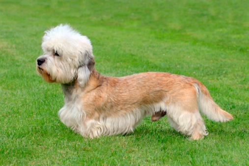 The Dandie Dinmont Terrier on the green grass