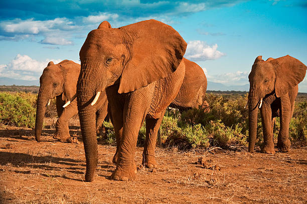 éléphant d'afrique matriarchy contre un ciel bleu - réseau mondial de réserves de biosphère photos et images de collection