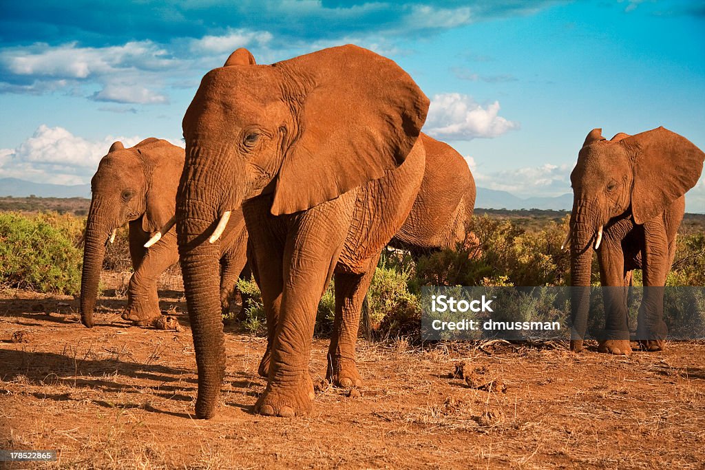 African elephant matriarchy against a blue sky An African elephant herd advances across the plains of Samburu National Park in Kenya Kenya Stock Photo