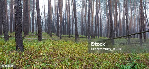 Radura Della Foresta Nella Nebbia - Fotografie stock e altre immagini di Ambientazione esterna - Ambientazione esterna, Ambientazione tranquilla, Autunno