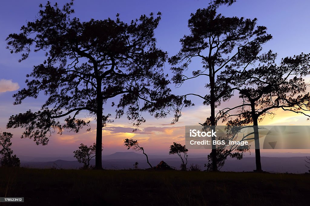 Деревья закат и вечернее небо - Стоковые фото Азия роялти-фри