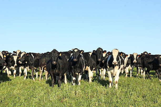 istock A large group of black and white cows in a grassy field 178523520