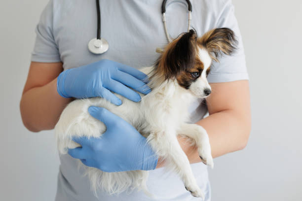 Vet in work uniform holding a small dog in his arms