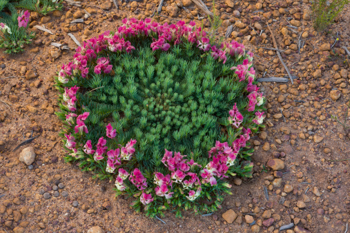 Wreath Leschenaultia, Lechenaultia macrantha, near Perenjorie, Western Australia. Distribution: inland, northeast of Perth, Western Australia. This wildflower is famed for growing  in the shape of a wreath, flat on the ground, with a circle of flowers surrounfing a central green patch of foliage. This photo shows the typical circular shape. Family Goodenaceae