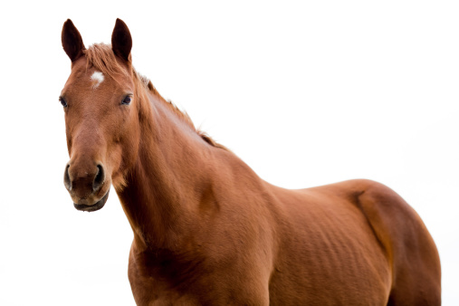 A Brown Quarter Horse Isolated on White. Waist Up photo.