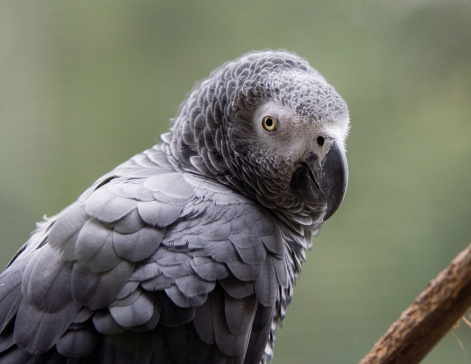 An African grey parrot looks at you from over his shoulder