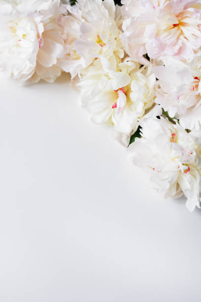 istock Beautiful white peonies on white background with copy space 1785236505