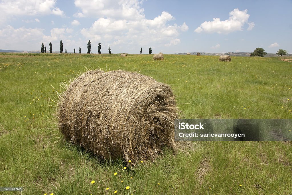 Bales en un campo de State farm de África del Sur - Foto de stock de Agricultura libre de derechos