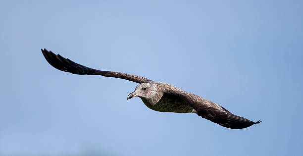 Gabbiano in volo - foto stock