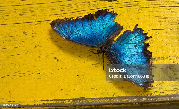 Foto de Exposto Ao Tempo e mais fotos de stock de Amarelo - Amarelo, Azul, Borboleta