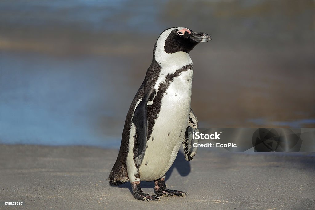 Afrikanische Pinguin - Lizenzfrei Afrika Stock-Foto