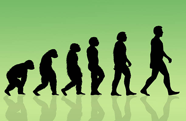 146 300+ Evolution Homme Stock Illustrations, graphiques vectoriels ...