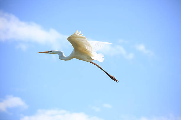 istock Flying big white bird in blue sky 178524250