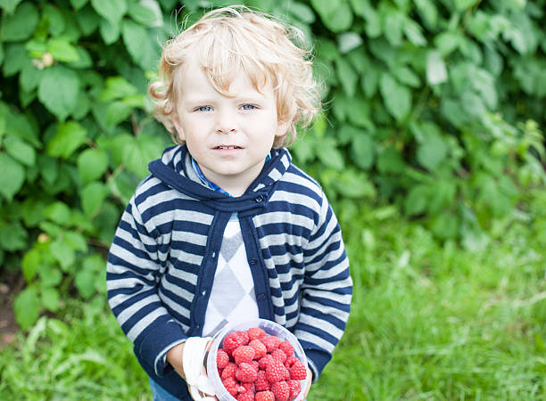 istock Happy little boy with raspberry bucket 178524319