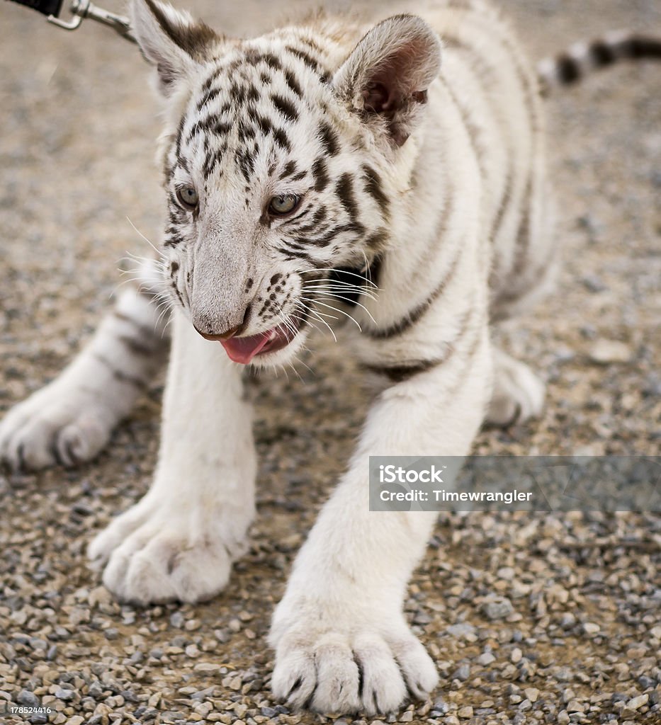 Cria de Tigre-branco - Royalty-free Animal Foto de stock