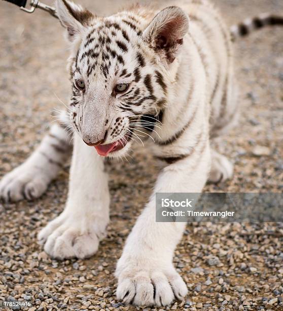 Cria De Tigrebranco - Fotografias de stock e mais imagens de Animal - Animal, Branco, Cabeça de animal