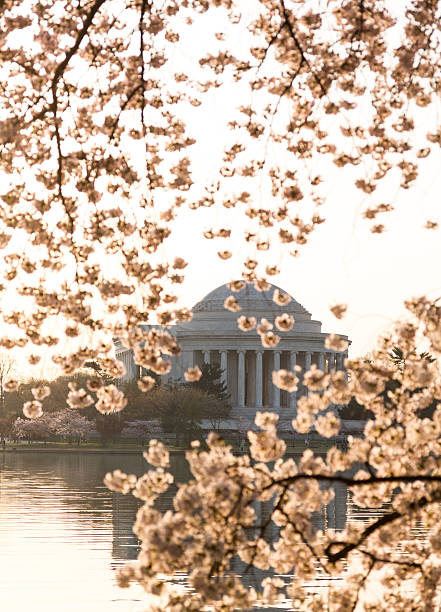 istock Cherry Blossom and Jefferson Memorial at sunrise 178524420