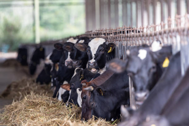 istock Cows on Farm , cows on a milk farm , The Cows 1785244675