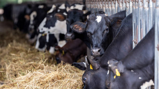 istock Cows on Farm , cows on a milk farm , The Cows 1785244687