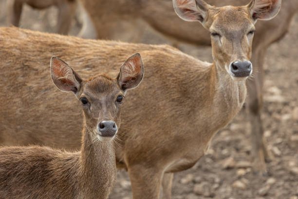 istock Close-up image of group of deer on deer park 1785245219