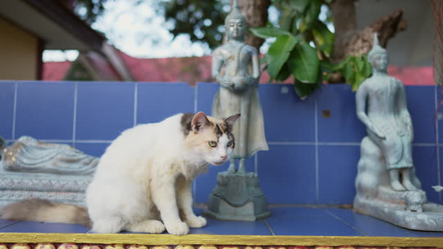 Cute cat resting in buddhist temple
