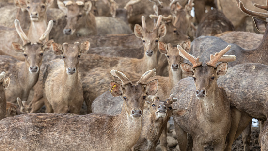 Close-up image of group of deer on deer park