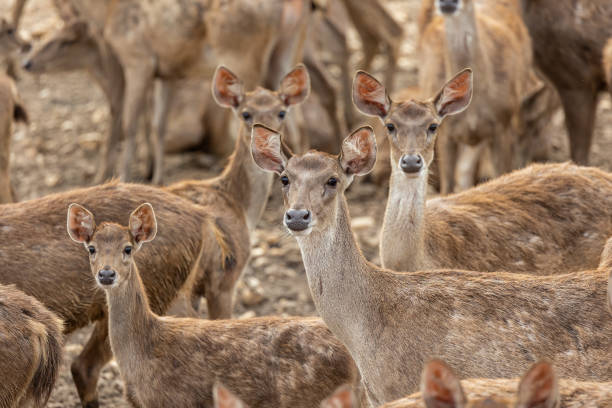 istock Close-up image of group of deer on deer park 1785245739
