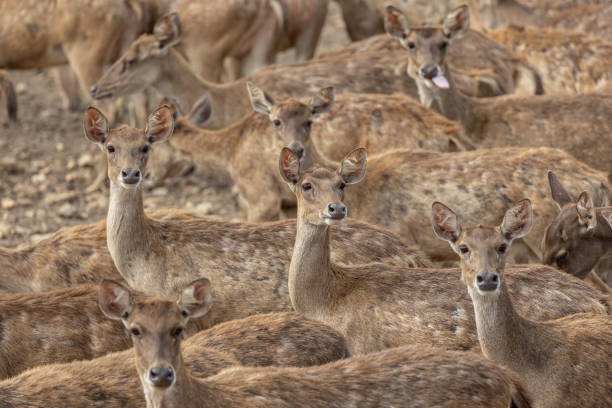 istock Close-up image of group of deer on deer park 1785245755