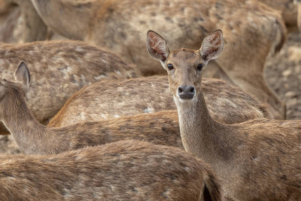istock Close-up image of group of deer on deer park 1785245765