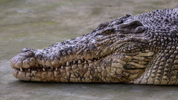 istock Close-up of alligator's on a big pond 1785246286