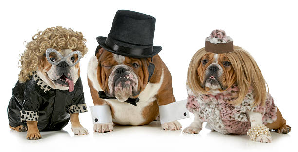 lucky man males bulldog with two females all dressed in formal clothing isolated on white background ugly animal stock pictures, royalty-free photos & images