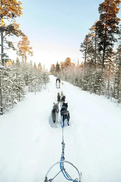Tourists running a dogsled in Lapland