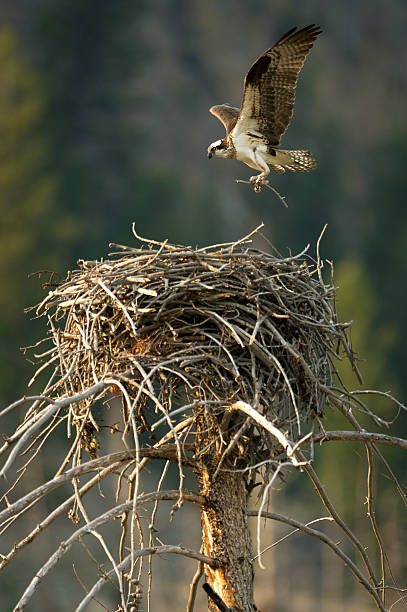 istock Osprey hovering above nest in Yellowstone 178524712