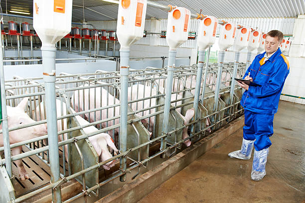 Veterinarian doctor examining pigs at a pig farm Veterinarian doctor worker at agriculture reproduction farm or pork plant inspecting pig Smart technology in modern pig farming stock pictures, royalty-free photos & images