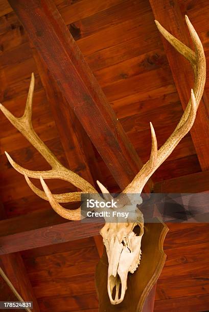 鹿のアントラーズ - シカのストックフォトや画像を多数ご用意 - シカ, 人物なし, 写真