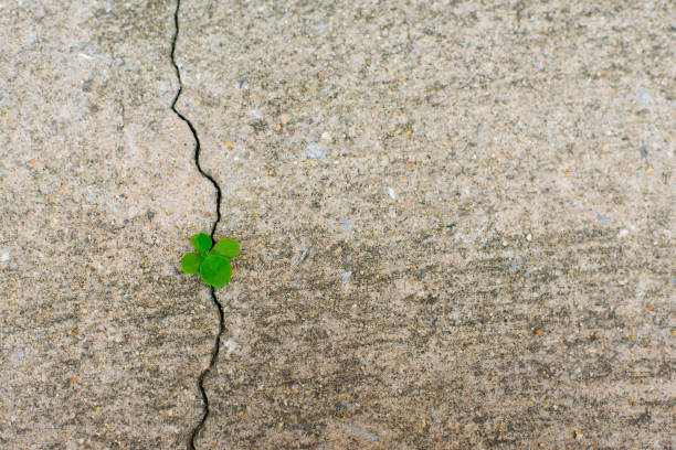 istock New born tree on cracks of concrete floor 1785249665