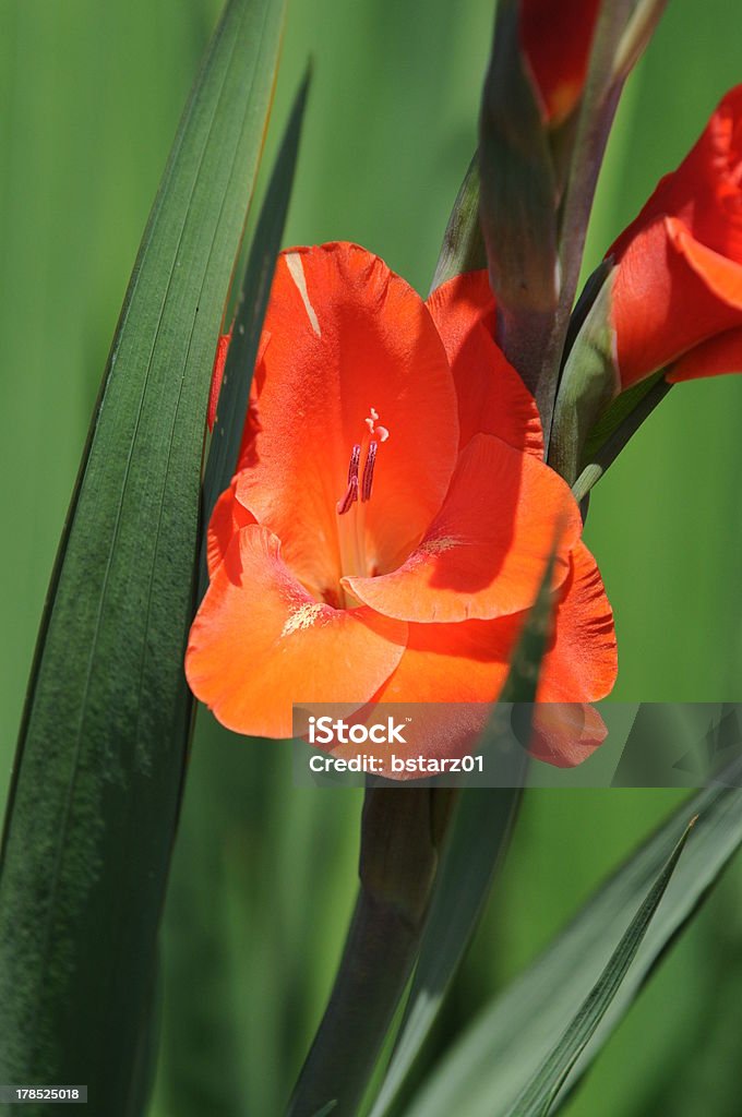 Orang Gladiola - Lizenzfrei Blume Stock-Foto