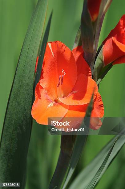 Orang Gladiola Stockfoto und mehr Bilder von Blume - Blume, Einzelne Blume, Fotografie