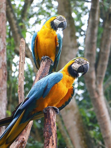 istock Blue and yellow macaw (Ara ararauna), also known as the blue and gold macaw. 1785250214