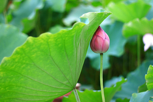 Love Between Lotus and Leaf stock photo