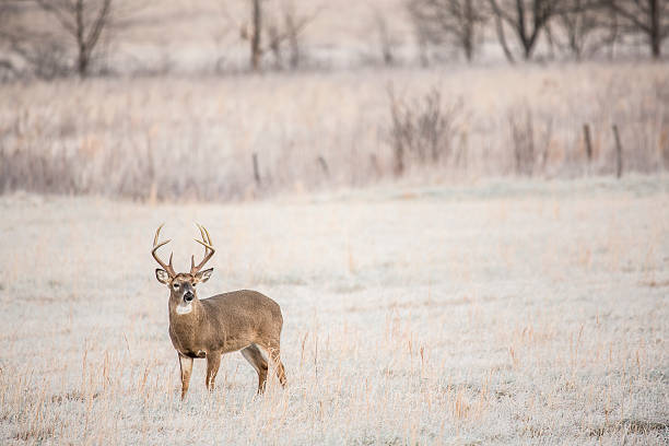 Whitetail Buck in a Frosty Field