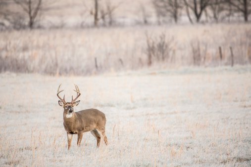 A whitetail buck with an impressive rack stands at attention looking straight ahead in a frost covered field in Cades Cove of the Great Smoky Mountains National Park.