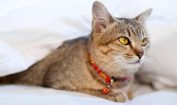 Cat in bed stock photo